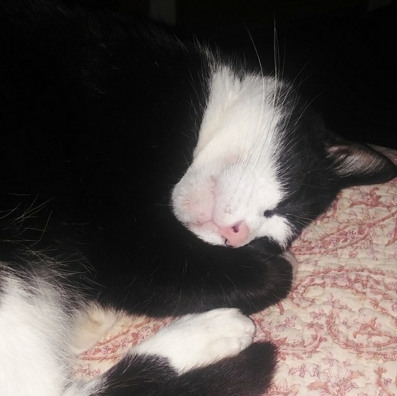 Meet your Posher, Lisa - Picture 1 of 1